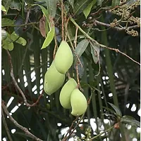 Mango Plant  Kilichundan Mango 01-thumb1