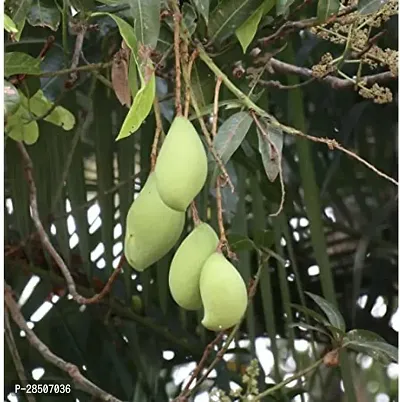 Mango Plant  Kilichundan Mango 01-thumb2