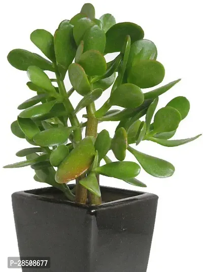 Jade Plant  Jade XNaNu45-thumb0