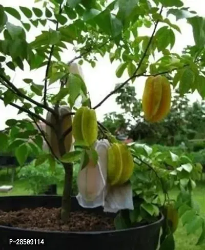 Star Fruit Carambola Grafted Plant  Kamranga XPT01-thumb0