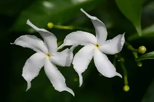 Jasmine Plant  Tagar Hybrid Plant-thumb1