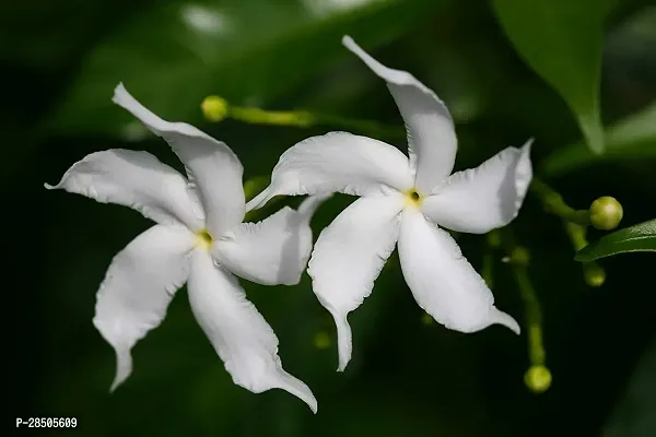 Jasmine Plant  Tagar Hybrid Plant-thumb2