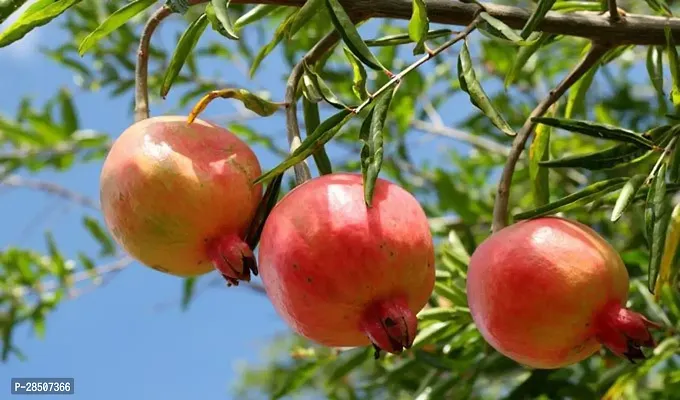 Pomegranate Plant  dfghp01