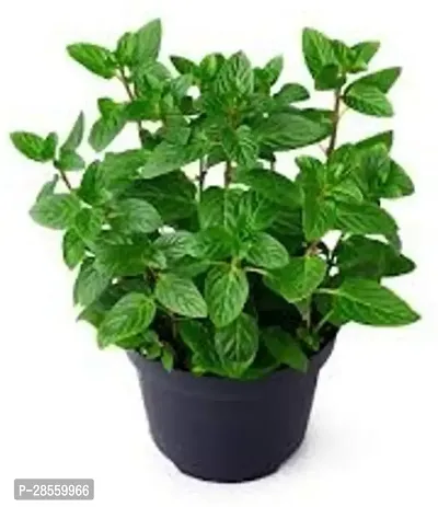 Earth Angels Peperomia Plant Pudina-thumb0