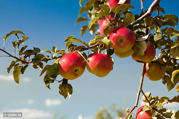 Apple Plant  appel fruit tree-thumb0