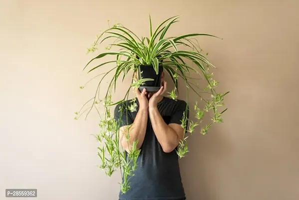 Earth Angels Spider Plant SPIDER PLANT W3-thumb0