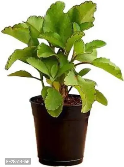 Natural Live Plant for Home Garden-thumb0