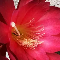 Brahma Kamal Plant  Pink Brahma kamal-thumb2