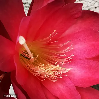 Brahma Kamal Plant  Pink Brahma kamal-thumb3