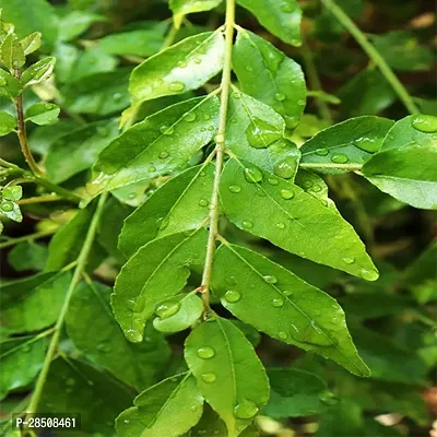 Curry Leaf Plant  CurryPata XZom05-thumb3