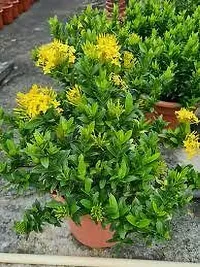 Earth Angels Ixora Plant IXORA PLANT TTTT-thumb1