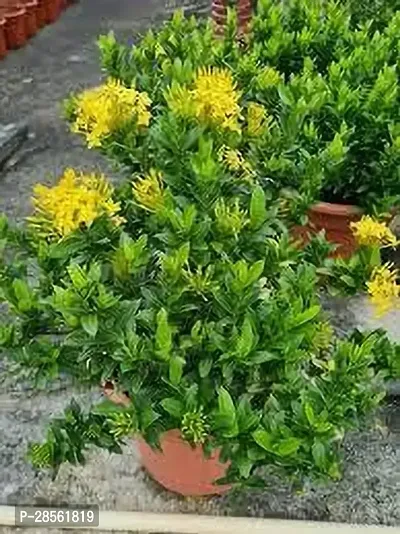 Earth Angels Ixora Plant IXORA PLANT TTTT-thumb2