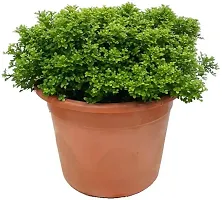 Natural Live Plant for Home Garden-thumb2