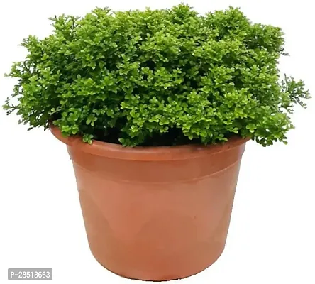 Natural Live Plant for Home Garden-thumb3