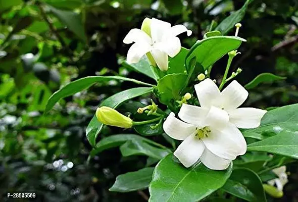 Madhu Kamini Plant  Murraya paniculata   Kamini 04-thumb0