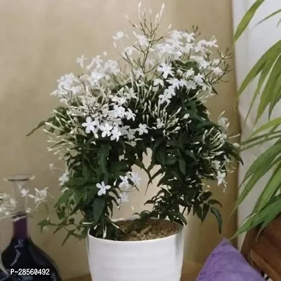 Earth Angels Night Bloom Jasmine Plant Star JasmineKundo Flower Live Plant. FP0442-thumb0