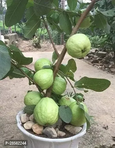 Earth Angels Guava Plant Thai Guava PlantGa 01-thumb0