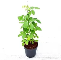 Aparajita Butterfly Pea Plant  Purple Aprajita Plant  With pot-thumb1