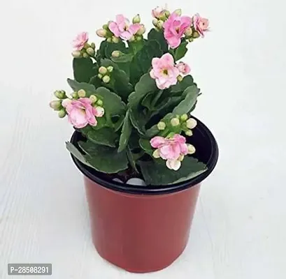 Kalanchoe Plant  Kalonchoe Xpagoda point04-thumb0