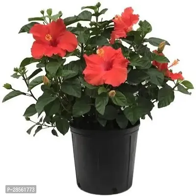 Earth Angels Hibiscus Plant Red hibiscus plant-thumb0