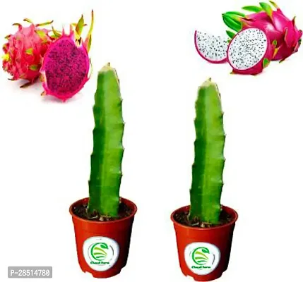 Natural Live Plant for Home Garden-thumb0