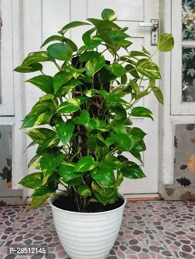 Natural Live Plant for Home Garden