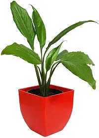 Peace Lily Plant  Natural Plant  Air Purifying Beautiful Peace Lily Plant  for Interiors Spathiphyllum Plant-thumb1