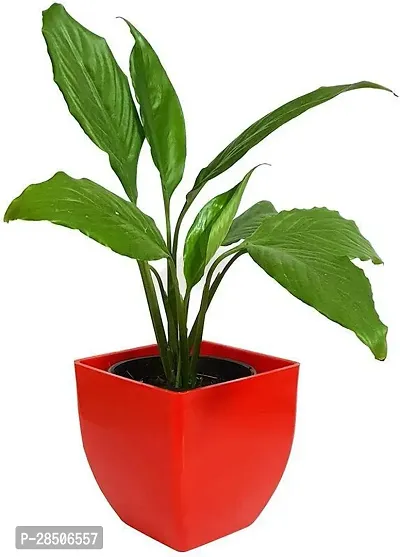 Peace Lily Plant  Natural Plant  Air Purifying Beautiful Peace Lily Plant  for Interiors Spathiphyllum Plant-thumb2