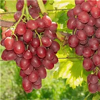 Grapes Plant  Grape Plant kingdom50-thumb1