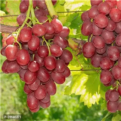 Grapes Plant  Grape Plant kingdom50-thumb2