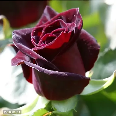 Earth Angels Rose Plant VG- Dark Red Rose Plant-thumb0