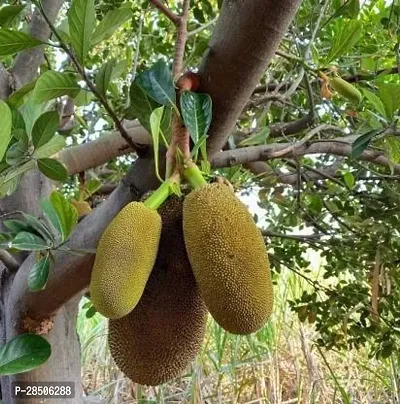 Jack Fruit Plant  Hybrid live jackfruit Plant s JackXq-thumb0