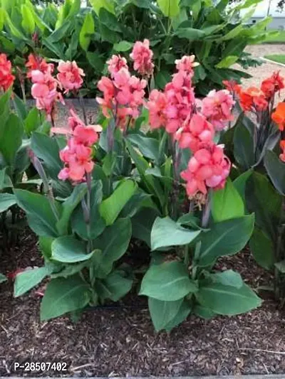 Canna Lily Plant  Canna Lily Plant  6