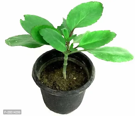 Natural Live Plant for Home Garden