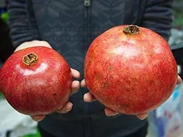 Pomegranate Plant  Anar Plant 6-thumb1