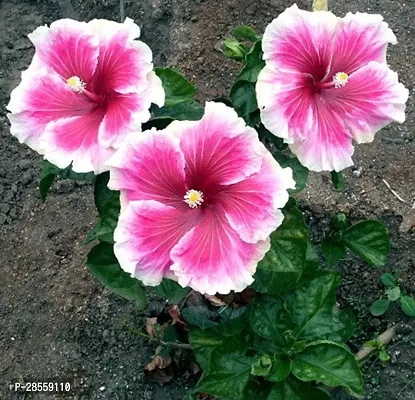 Earth Angels Hibiscus Plant HVLIVE_484