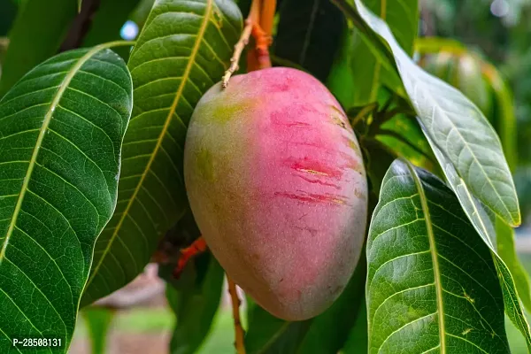 Mango Plant  Mango Plant heaven127-thumb0