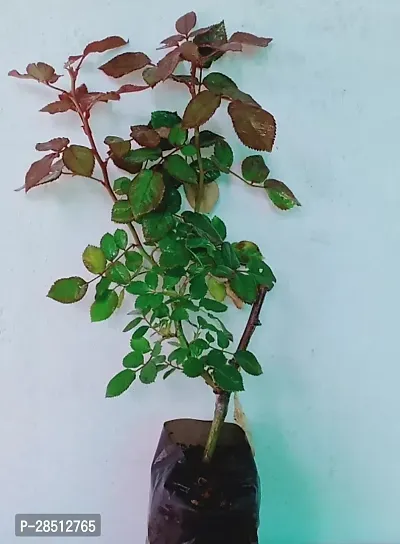 Natural Live Plant for Home Garden-thumb2