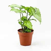 Natural Live Plant for Home Garden-thumb1