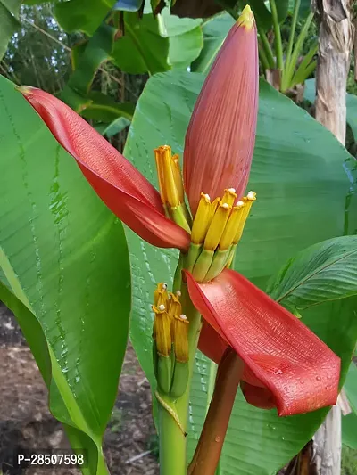 Banana Plant  Banana Plant heaven445