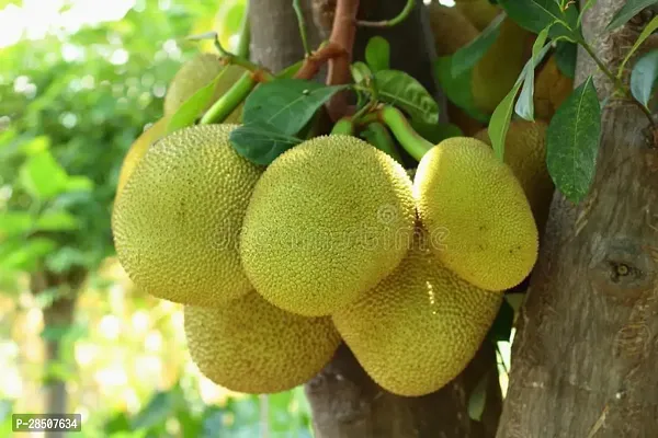 Jack Fruit Plant  Kathal Plant heaven180-thumb0