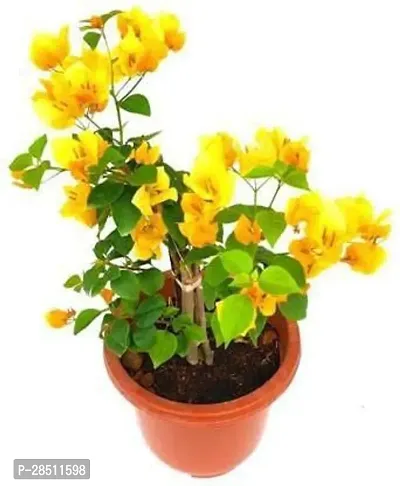 Natural Live Plant for Home Garden-thumb0