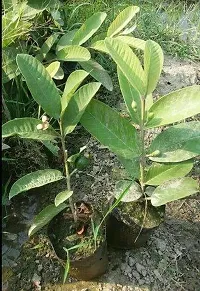 Natural Live Plant for Home Garden-thumb2