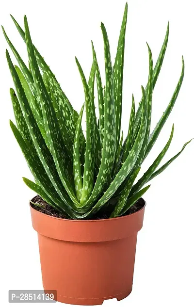 Natural Live Plant for Home Garden-thumb0