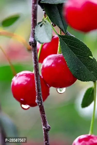 Cherry Fruit Plant  Cherry Plant heaven89-thumb0