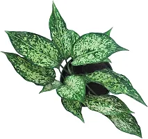 Aglaonema Plant  SnowWhite XPed-thumb1