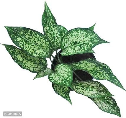 Aglaonema Plant  SnowWhite XPed-thumb2