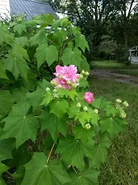 Lotus Plant  LandLotus Double XOxygreenPlant-thumb1