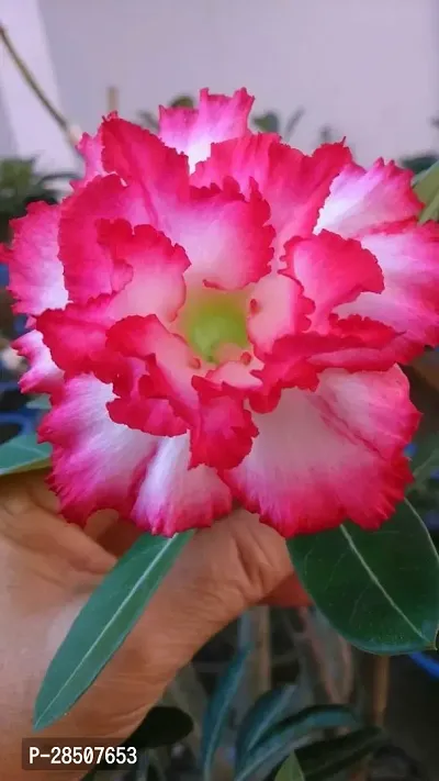 Adenium Plant  Adenium Plant heaven49