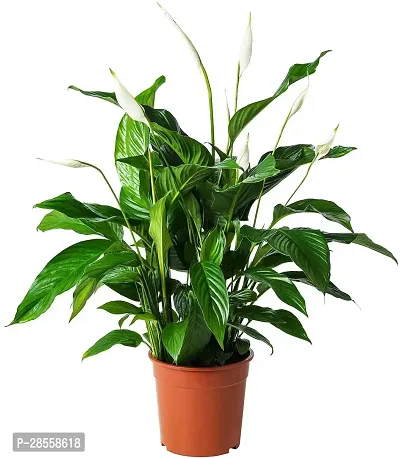 Earth Angels Peace Lily Plant PEACE LILY FLOWER PLANT-P58-thumb0